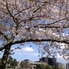 4月はローマでも桜が見ごろです！春のハネムーンで楽しんでみては？